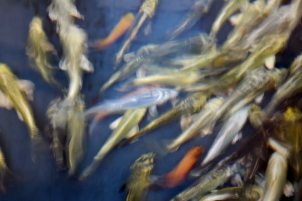 模糊的鱼抽象的蓝色图片下载