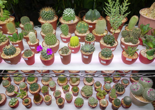 绿色的小仙人掌在小花盆里图片下载