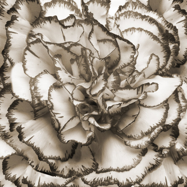 方形复古纹理与粉色丁香图片下载