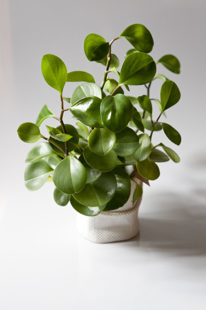 格伦普夫兰泽图片下载