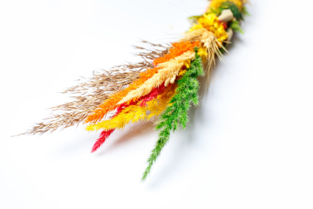 白色背景上孤立的春花图片下载