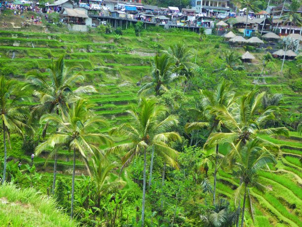 巴厘岛稻田的广角镜头图片下载