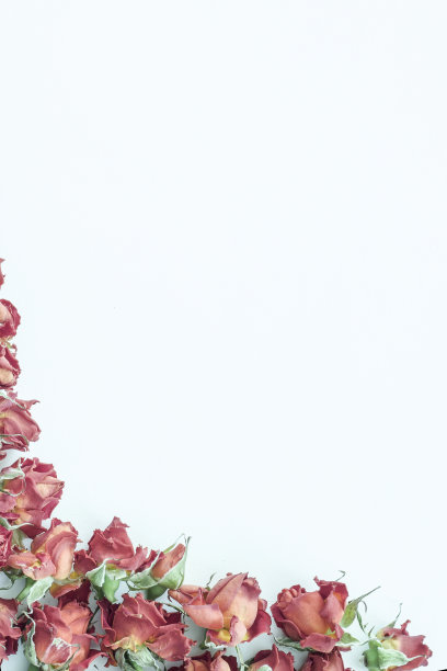 背景与红玫瑰孤立的白色与样本文本图片下载