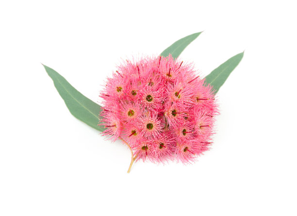 桉树树树枝图片下载