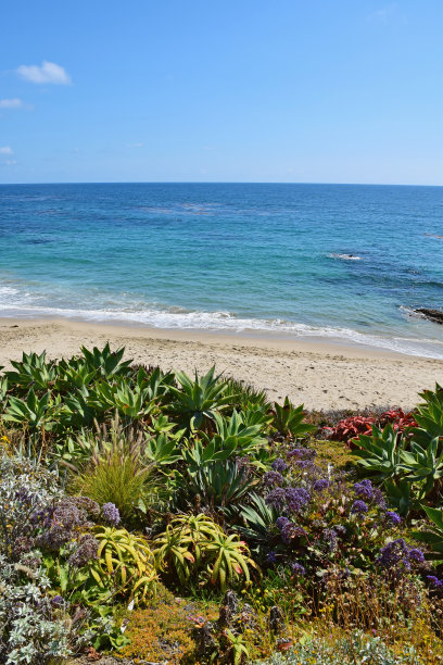 潜水湾，拉古纳海滩图片下载