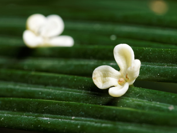 黄花桂花的大绿叶背景素材图片