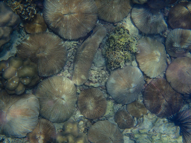 美丽多彩的珊瑚礁图片下载