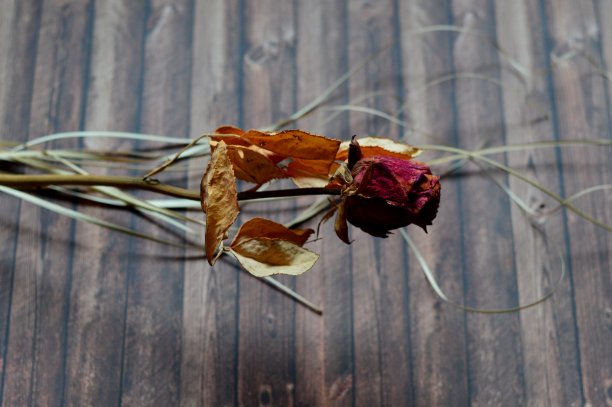 木桌上放着干玫瑰图片下载