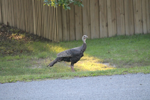 2号院角落有野火鸡图片下载