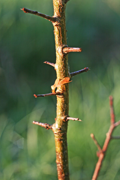 潮湿的分支图片下载