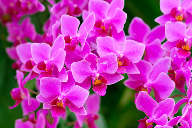 兰花之花-大自然之美图片下载