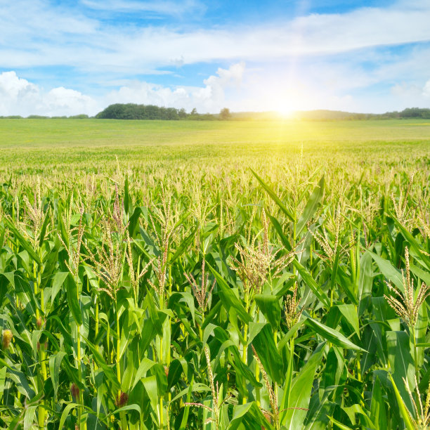 玉米田的日出素材图片