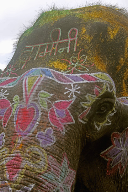 印度，一只彩绘大象的特写图片下载