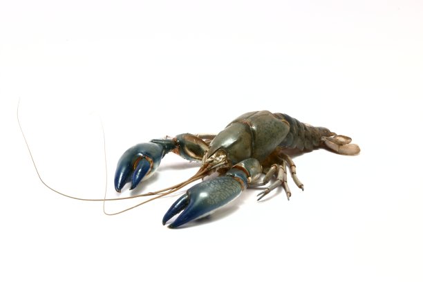白色背景上的小龙虾壳图片下载