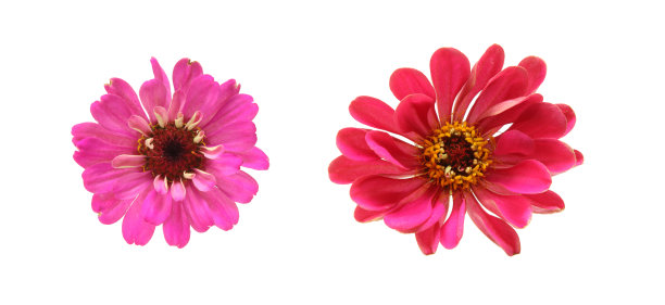 百日草的花头图片下载