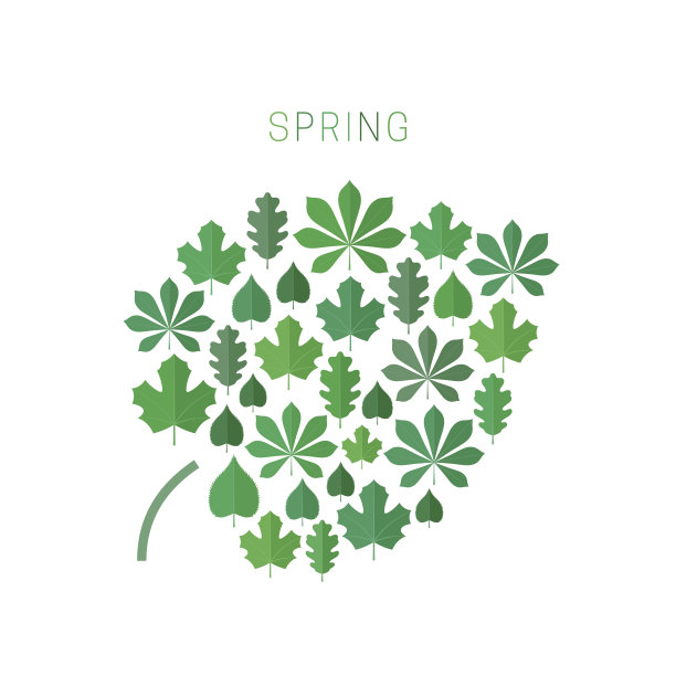 绿色春天树叶。图片下载