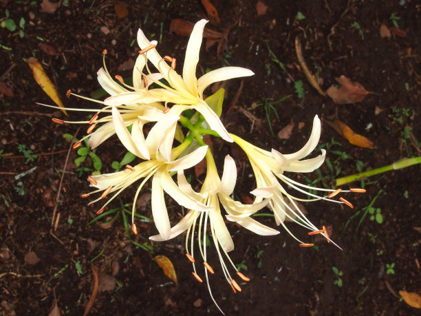 白红蜘蛛百合(堀花)图片下载