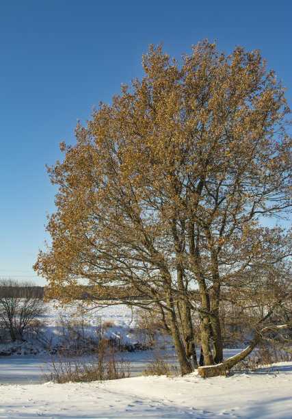 冬天的树图片下载
