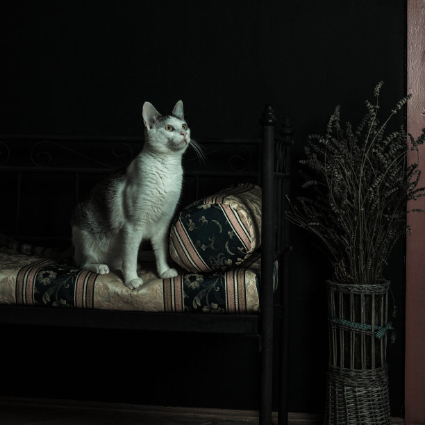 猫的肖像图片下载