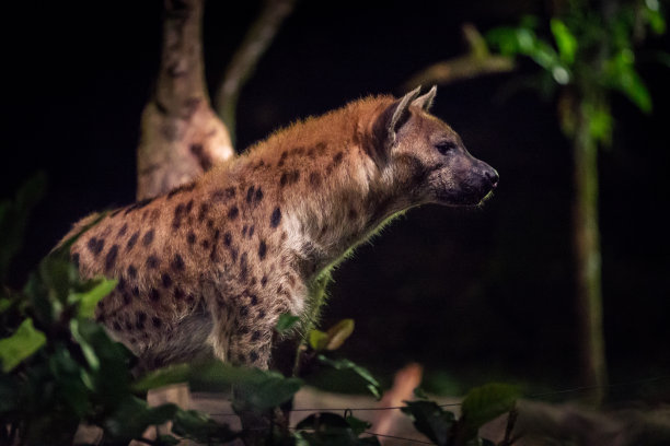 一只鬣狗的侧视图图片下载