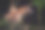一只鬣狗的侧视图图片下载