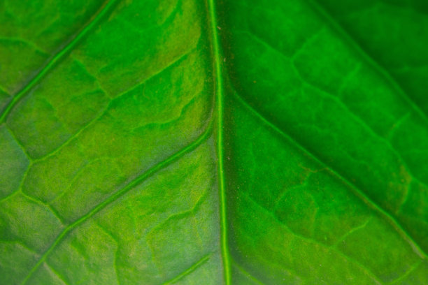 绿叶Makro图片下载