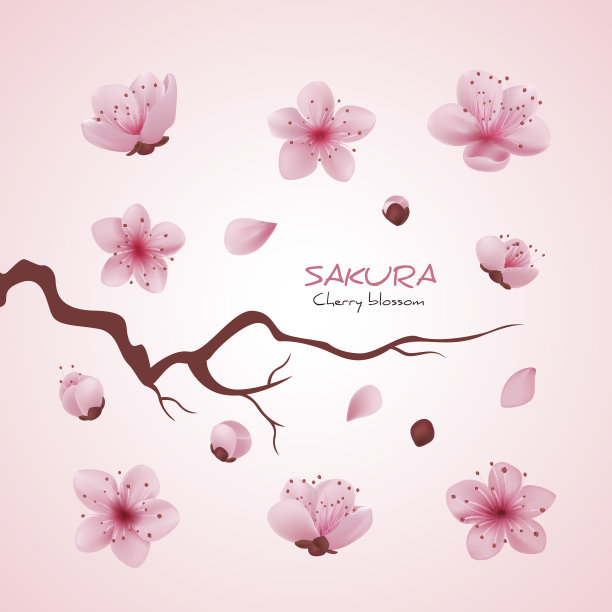 矢量插图樱花樱花，枝与盛开的花，日本花图片下载