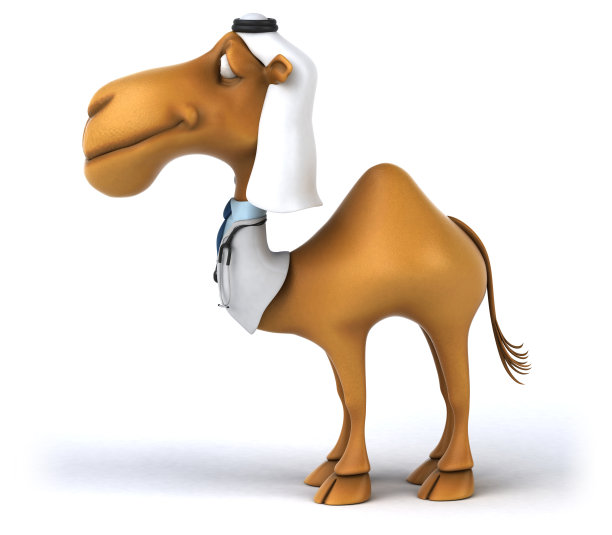 有趣的骆驼图片下载