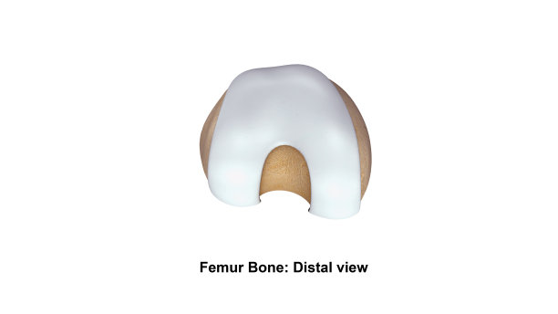 股骨bone_Distal视图图片下载
