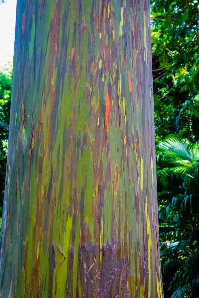 彩虹桉树图片下载