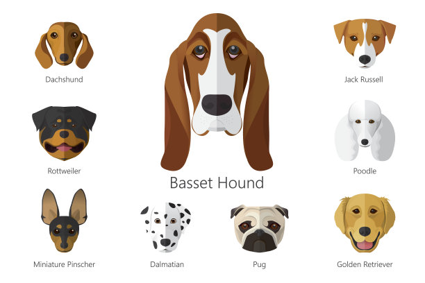 狗的品种图片下载