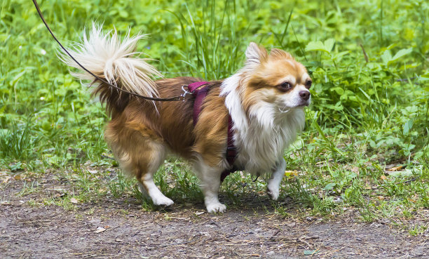 散步时眼睛富有表情的狗图片下载