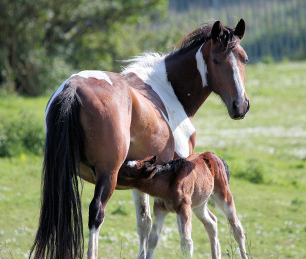 母马和马驹图片下载