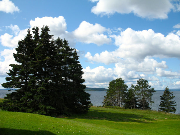 庄严的常青树俯瞰湖与蓬松的云图片下载