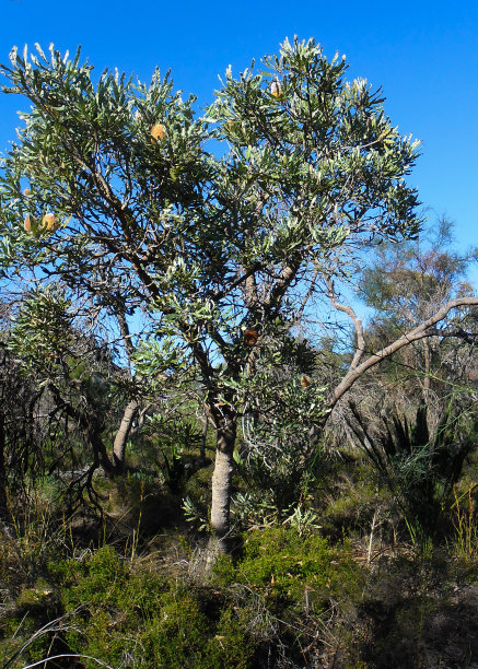 辛纳格拉丛林中的班克西亚树图片下载