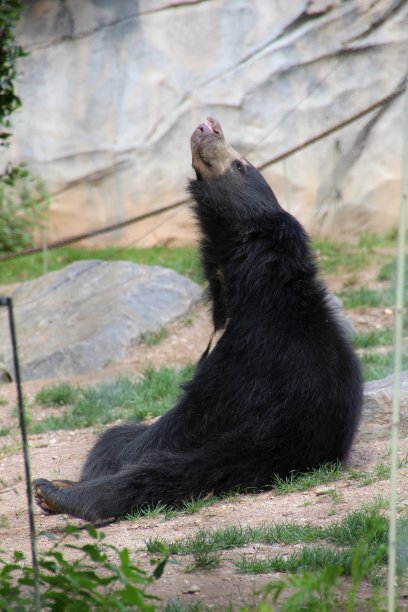唇熊看世界图片下载