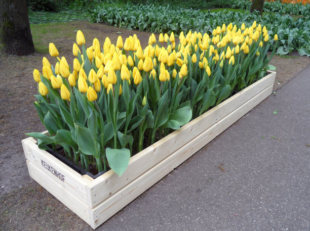 白色木质花盆上的一束亮黄色郁金香图片下载