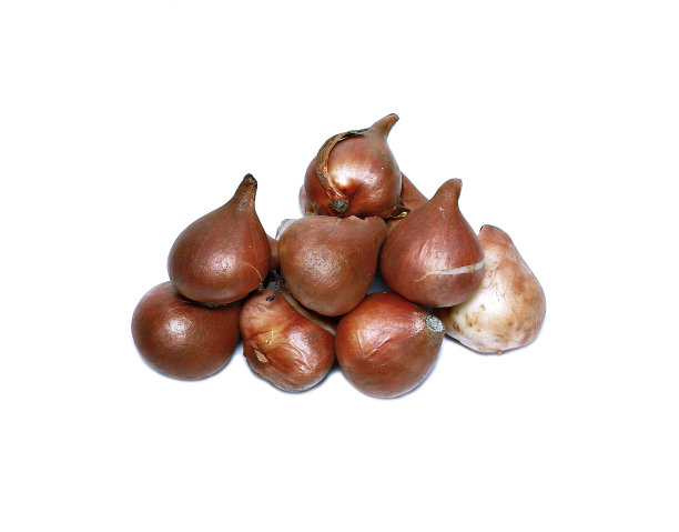 孤立的郁金香的球茎图片下载