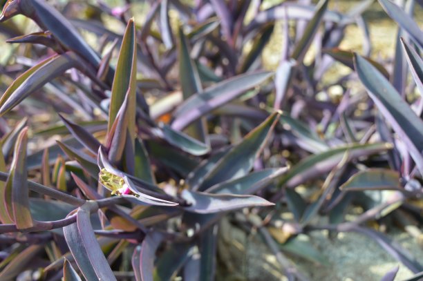 紫色的植物图片下载