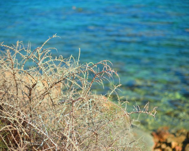 拉撒路荆棘丛生图片下载