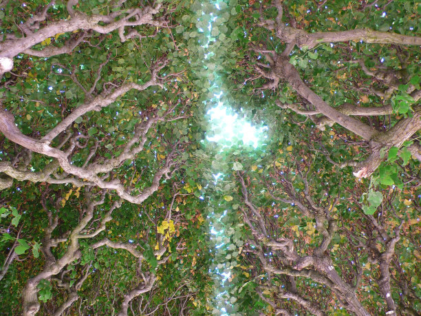 路径树图片下载