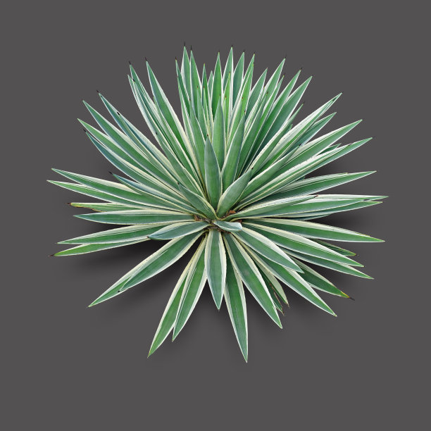 龙舌兰植物绿色花卉标志彩色俯视图图片下载