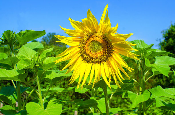 领域的向日葵图片下载