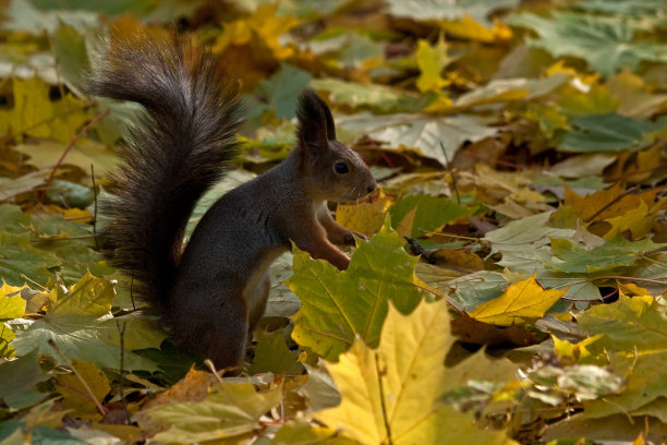 秘密操作图片下载