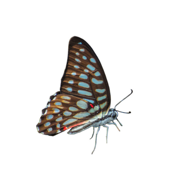 美丽的蝴蝶，白色的背景图片下载