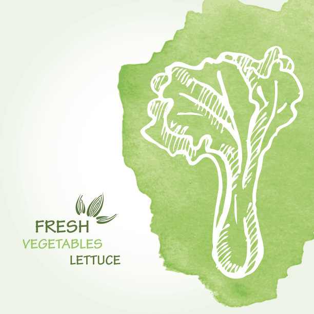 水彩背景与生菜矢量。图片下载