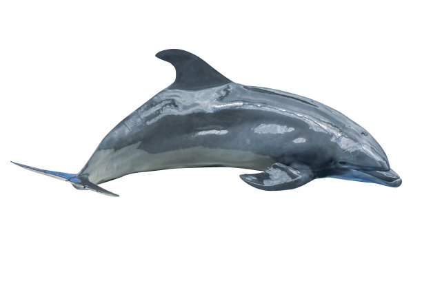 可爱的海豚跳跃图片下载