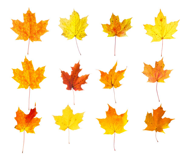 秋枫叶拼贴图片下载