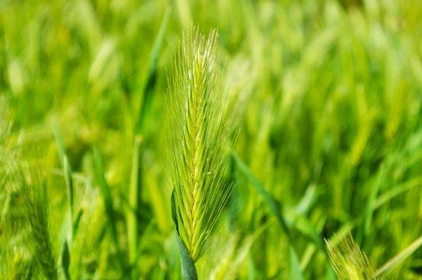 斯派克图片下载