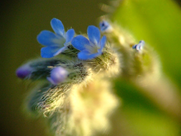 镜头下的自然图片下载